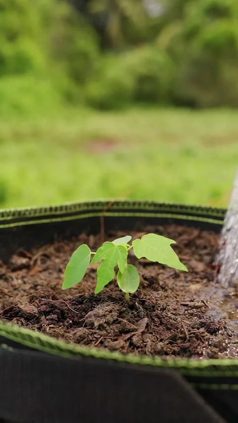 Vertical video. Young Seedling Is Watered in a Fabric Pot Outdoors, Plant Care, Vidéo 340252263