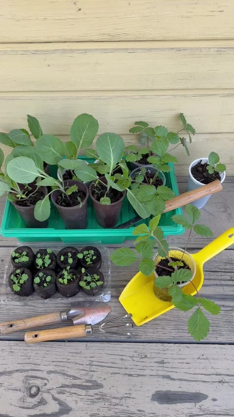 Vertical video of young seedlings of cabbage, cauliflower, strawberries Stock Footage 308294289