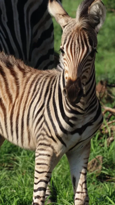 Vertical video - a young zebra foal close-up. Stock Footage 294495868