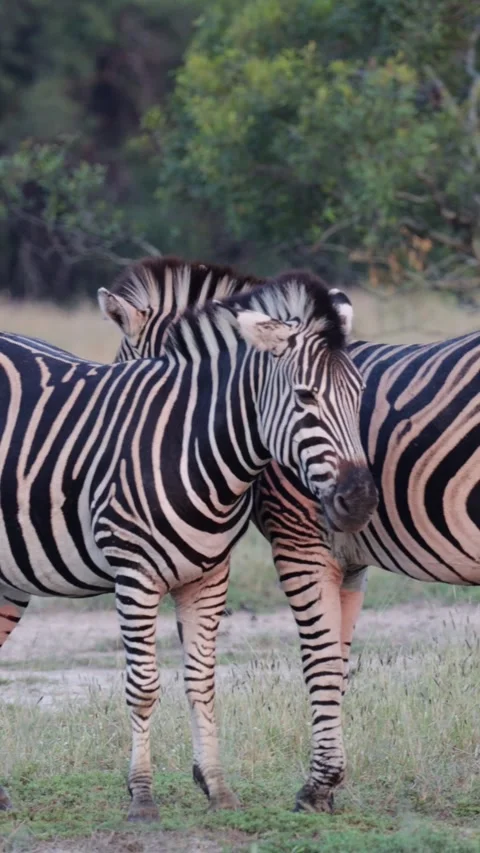 Vertical video, Zebra and Blue wildebeest gathering Stock Footage 333390146
