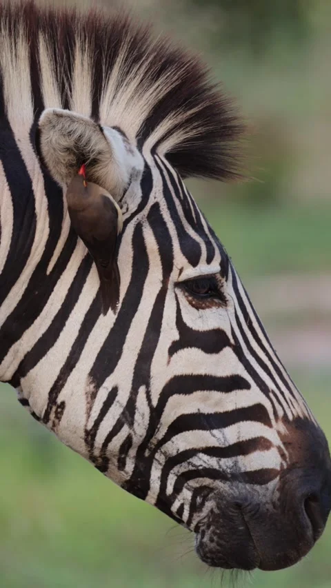 Vertical video, Zebra being inspected by oxpeckers Stock Footage 333387747