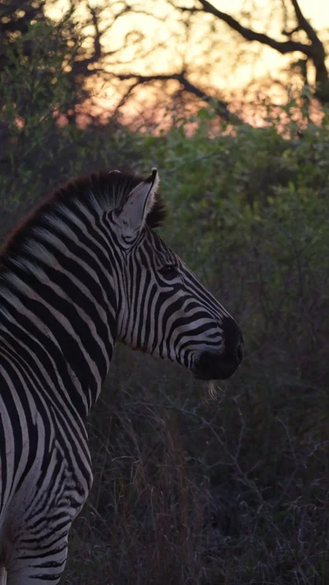 Vertical video, zebra at daybreak Stock Footage 320990951