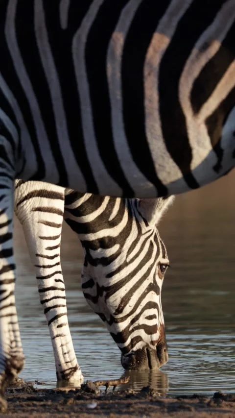 Vertical video, a zebra drinking water early morning Stock Footage 312511429