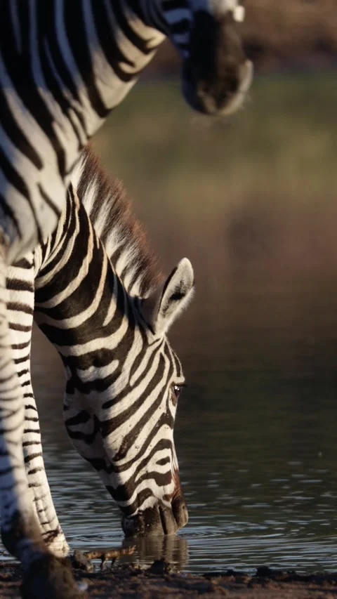 Vertical video, a zebra drinking water early morning. Stock Footage 312511583