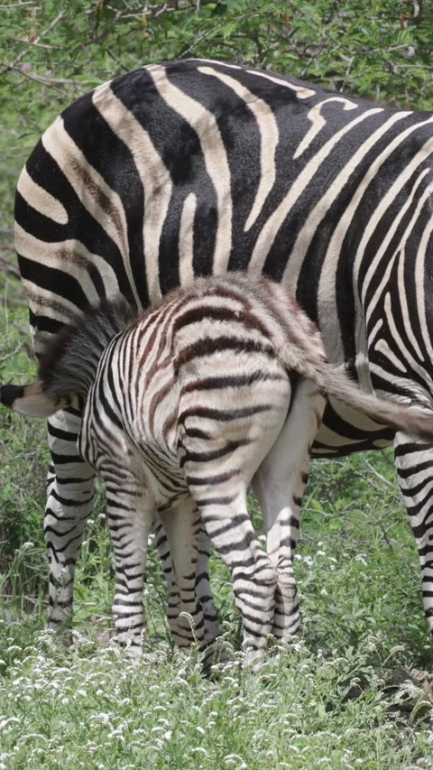 Vertical video, a zebra foal suckling Stock Footage 324564742