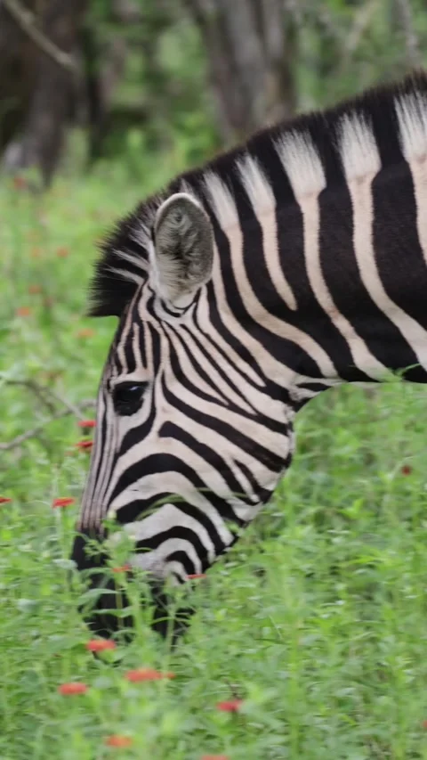Vertical video, a zebra grazing in a field of red flowers Stock Footage 325079431
