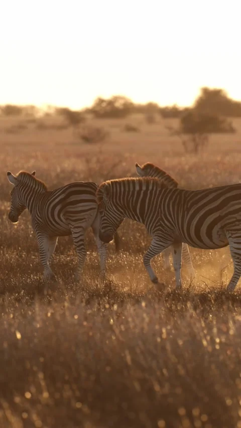 Vertical video, Zebra herd on the move at sunrise Stock Footage 311301643