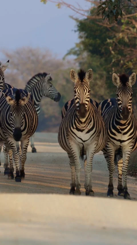 Vertical video, zebra herd on the road Stock Footage 341786982