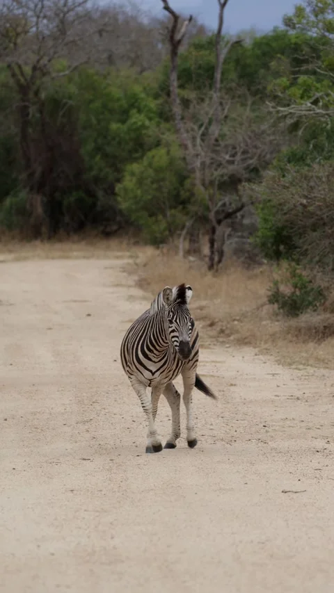 Vertical video, a zebra on the move. Vídeos de archivo 344793152