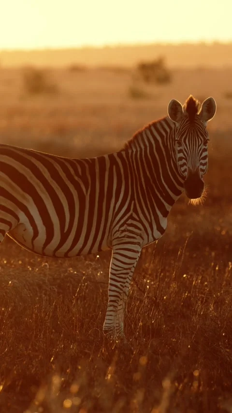 Vertical video, Zebra at sunrise Stock Footage 311301582