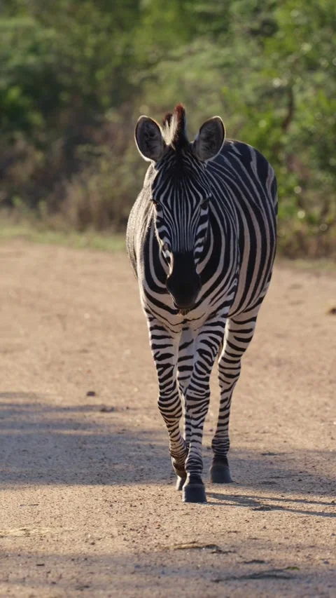 Vertical video, zebra walking closer and closer Stock Footage 319889554