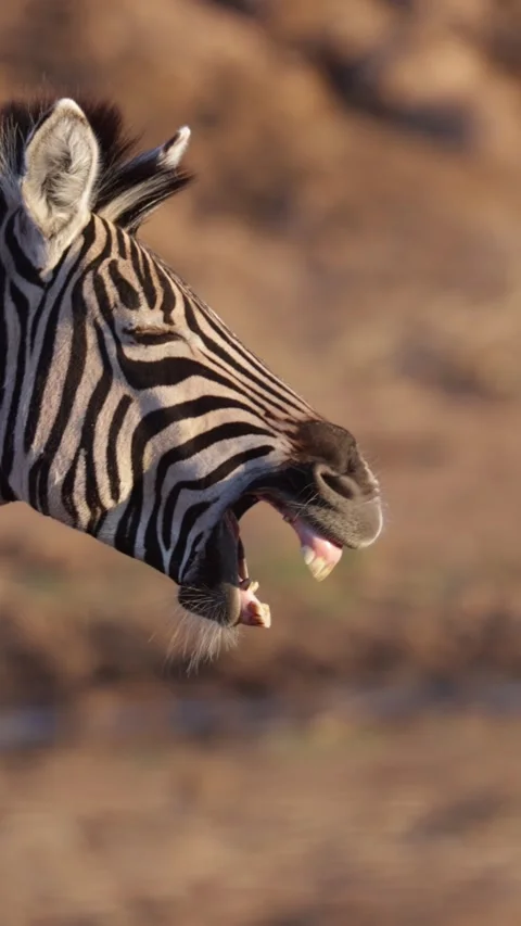Vertical video, a zebra yawing Stock Footage 312511384