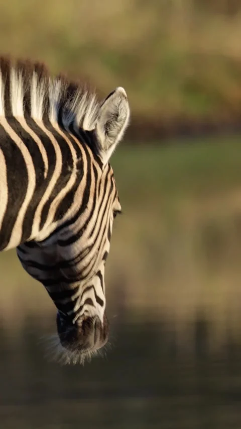 Vertical video, Zebras drinking water. Stock Footage 312511951