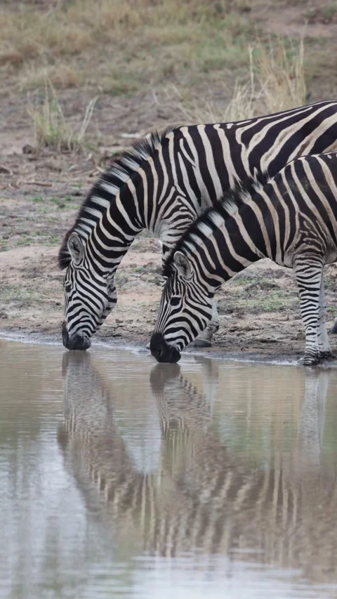 Vertical video, zebras drinking water Stock Footage 319766633