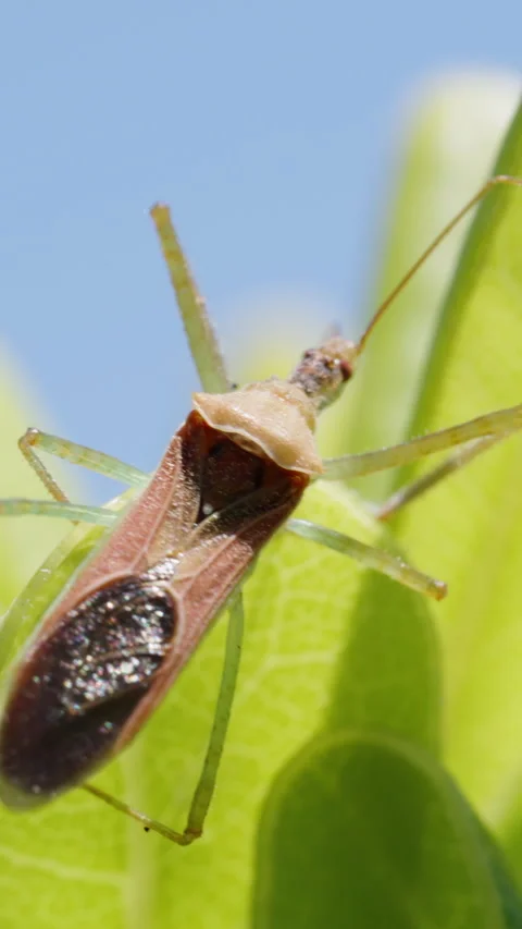 Vertical video. The Zelus renardii bug on green leaves, against a backdrop of bl Stock Footage 246942866