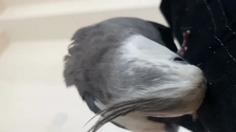 Vertical View of an adorable bird, a pet parrot with shackle in one feet Stock Footage 166303989