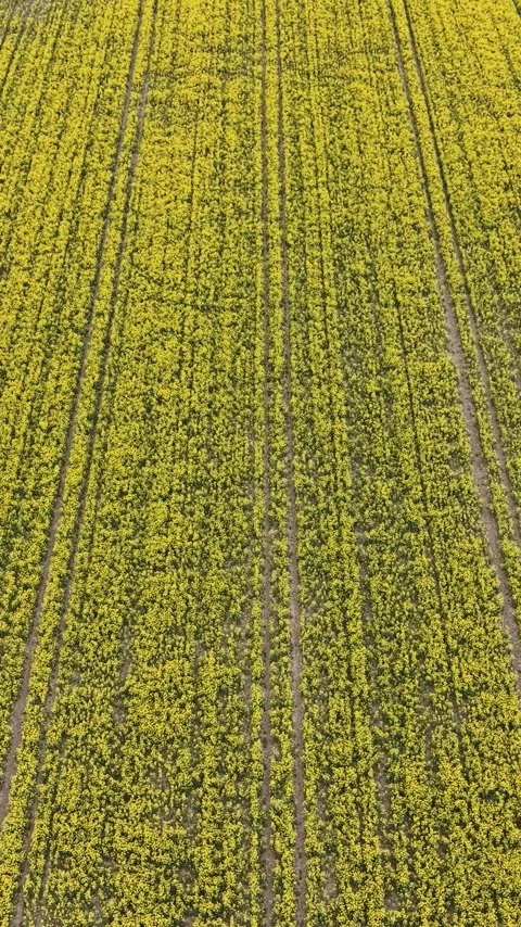 Vertical view. Aerial perspective of spring farmland and blooming crops Video stock 348630756