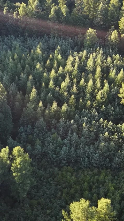 Vertical view. Aerial view of green forest canopy texture Stock Footage 348631008