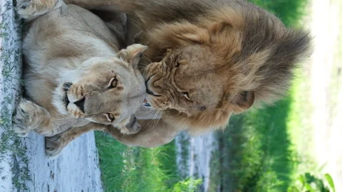 Vertical View Of African Lions Mating In The Savannah. - close up shot Stock Footage 265131115