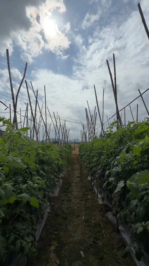 Vertical view along a narrow path between tomato rows shows tall plants rising Stock Footage 327208440