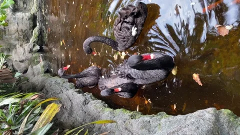 (Vertical view) Angsa Hitam / Black Swan / Cygnus atratus. Video stock 263888853