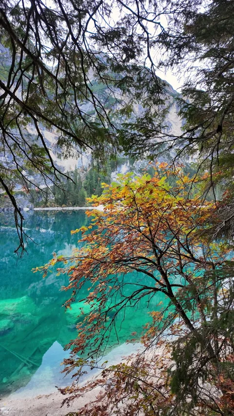 Vertical view of autumn tree framing vibrant emerald water of Lake Braies. 스톡 동영상 348091421