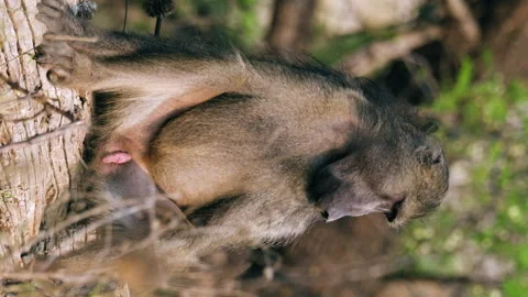 Vertical View Of Baboon Monkey Sitting On The Tree Showing Its Penis. - 動画素材 252058097
