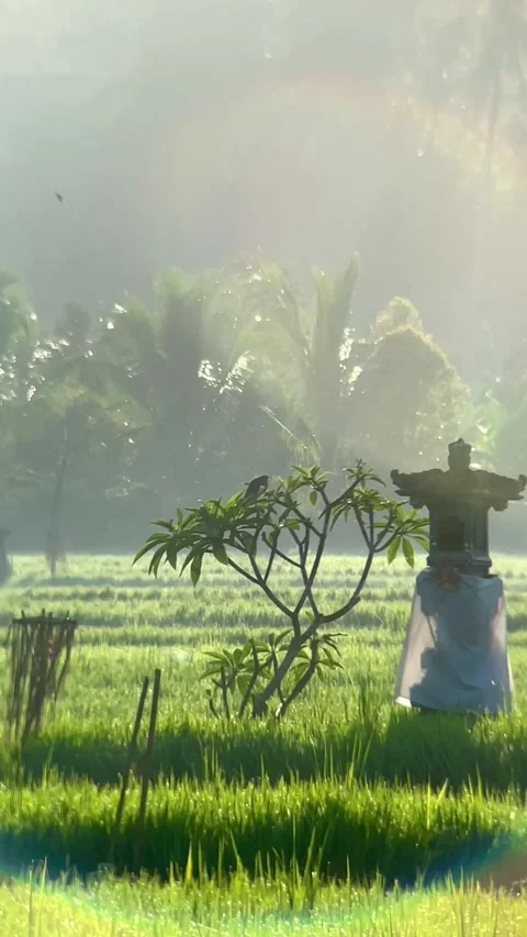 Vertical View of Balinese Shrine and Rice Field at Sunrise Video stock 343201796