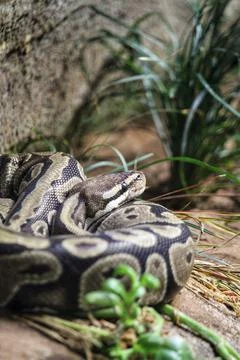 Vertical view of a ball python on the stone by the plants Photos