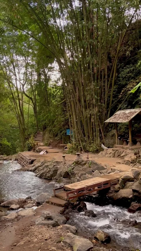 Vertical View Of Bamboo Forest Stream And Wooden Bridge In Bali Stock Footage 342194959