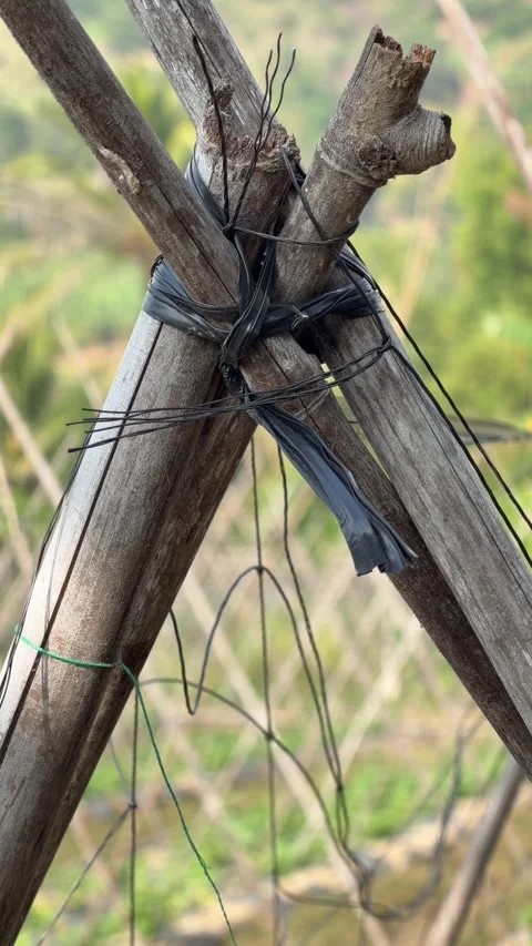 Vertical view of bamboo poles arranged crosswise as supports for climbing Видео 333632790