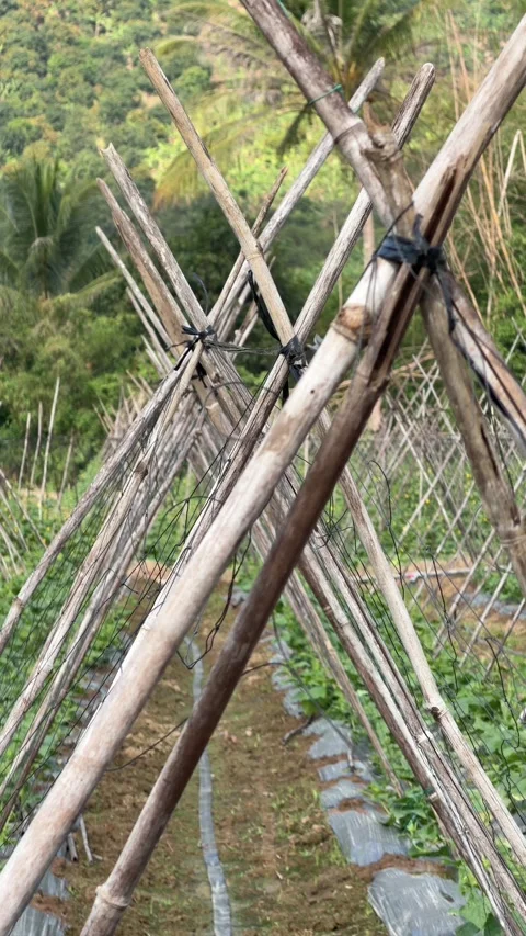 Vertical view of bamboo support rows installed along cultivated planting beds Stock Footage 332416690