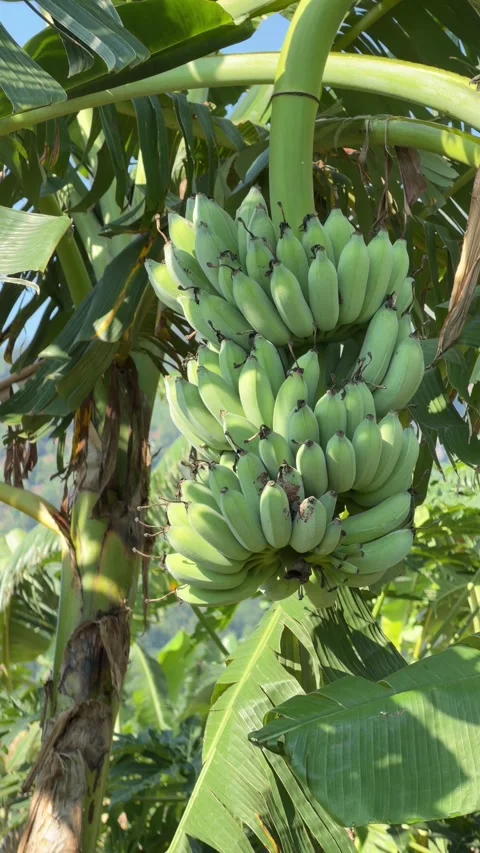 Vertical view of a banana cluster positioned among broad tropical leaves on a Stockbeeldmateriaal 333578805