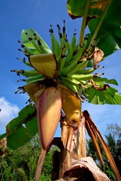 Vertical view of banana tree with two ripe fruits Stock Photos