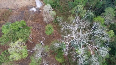 Vertical view : baobab in a volcanic forest Stock Footage 80332442
