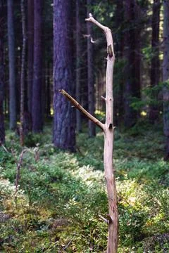 Vertical View of a Bare Dead Branch Standing in a Pine Forest Stock Photos