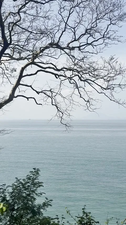 Vertical View of Bare Tree Branches Against Calm Blue Sea Stock Footage 339045315