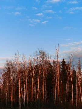 Vertical view of bare trees glowing red at sunset Stock Photos
