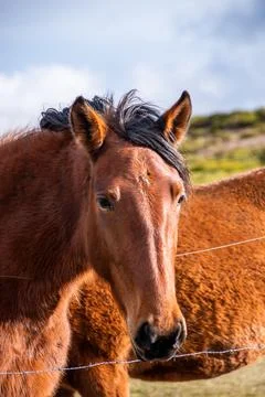Vertical view of a beautiful portrait of a brown horse with black mane, brown Stock Photos