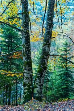 A vertical view of a beech forest in autumn, with moss-covered trunks and a.. Stock Photos