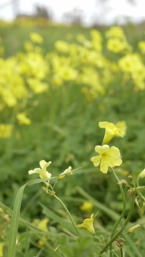 Vertical View Of Bermuda Buttercup In A Soft Morning Breeze In Springtime. 스톡 동영상 333659495