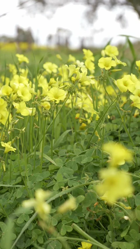 Vertical View Of Bermuda Buttercup Weeds In Barossa Valley, South Australia Stock Footage 333657833