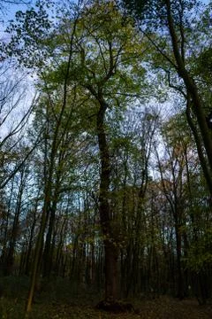 Vertical view of a big green tree Stock Photos