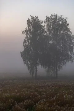 Vertical View of Birch Trees in Misty Field Stock Photos