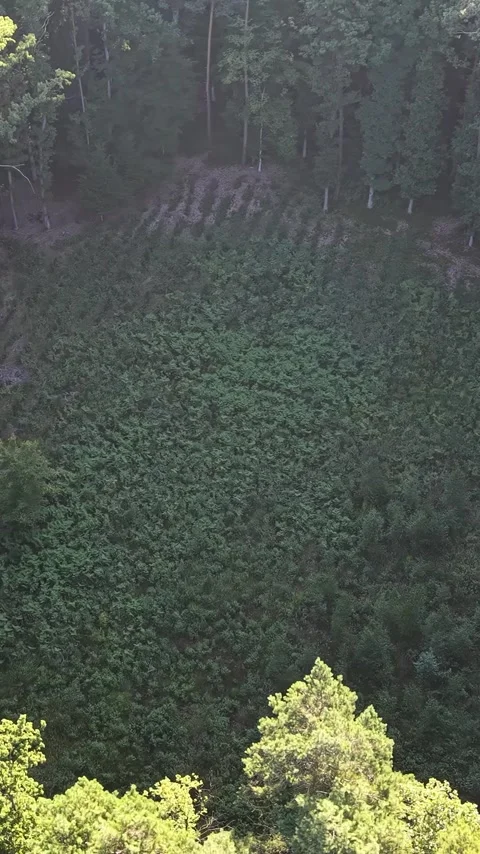Vertical view. Bird eye view of young spruce tree nursery surrounded by mixed Stock Footage 348631026