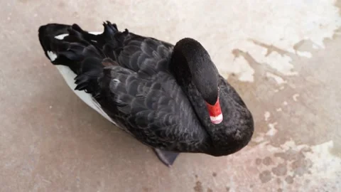Vertical view of black swan standing and resting on the road Stock Footage 202237166