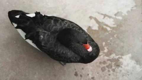 Vertical view of black swan standing and resting on the road Stock Footage 202237275