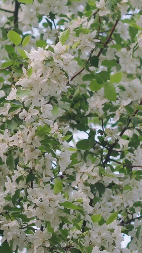 Vertical view of blooming white apple tree branches Stock Footage 346396956