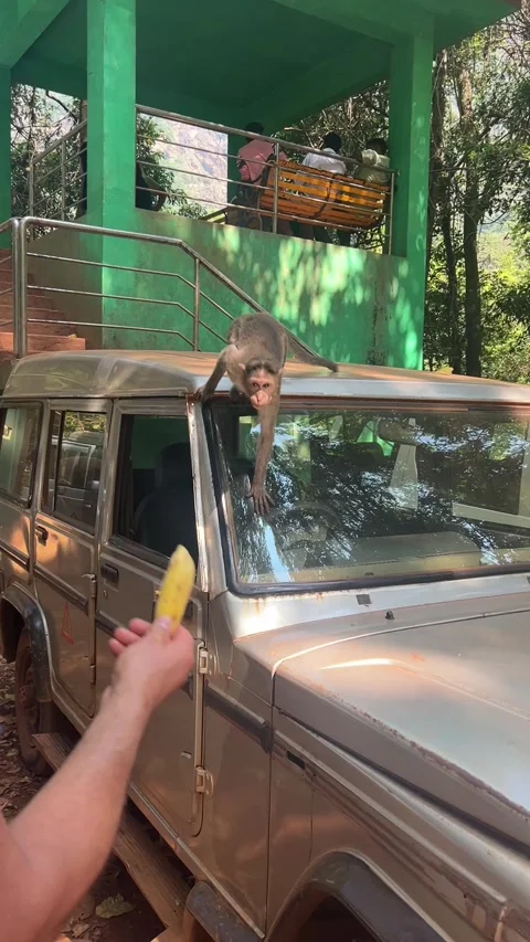 Vertical view of bonnet macaque monkey sitting on car hood eating a banana Goa Видео 343131754