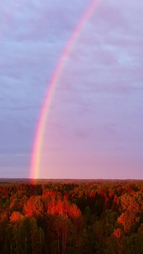 Vertical view of a bright rainbow rising from a mixed forest canopy at sunset Stock Footage 338189597